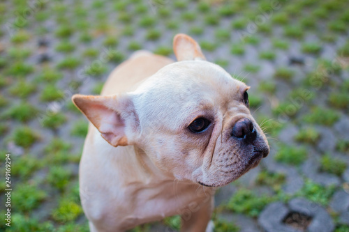 White French Bulldog looking to it's owner.