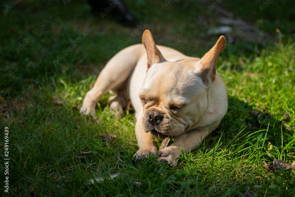 French Bulldog puppy lay on the grass field. The dog feeling lazy.
