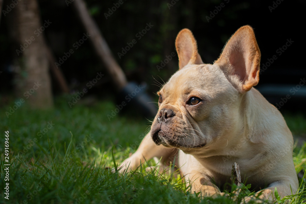 White French Bulldog lay on the grass field. The dog looking for something. White French Bulldog lay on the grass field. The dog looking for something.