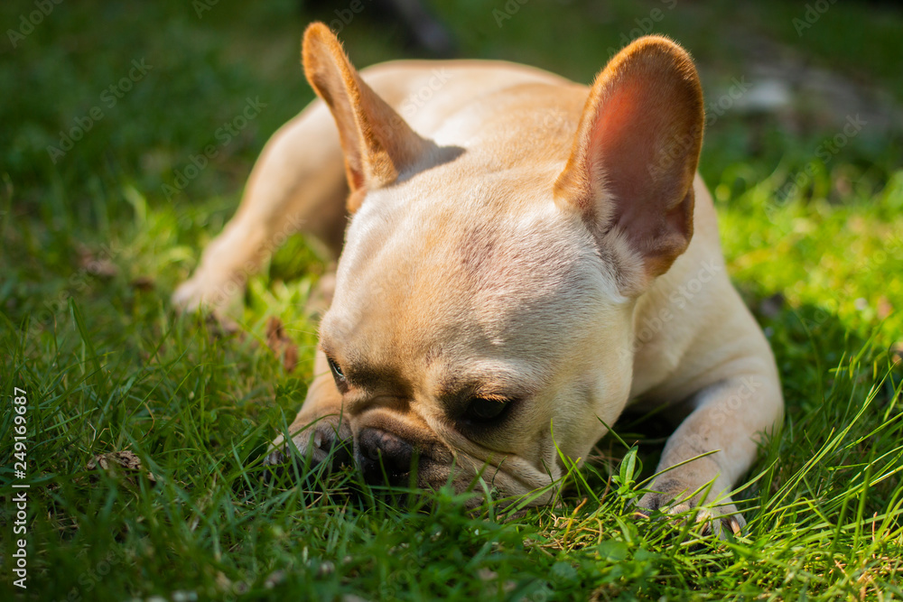 White French Bulldog puppy sleeping on the grass floor. The dog feeling lazy.