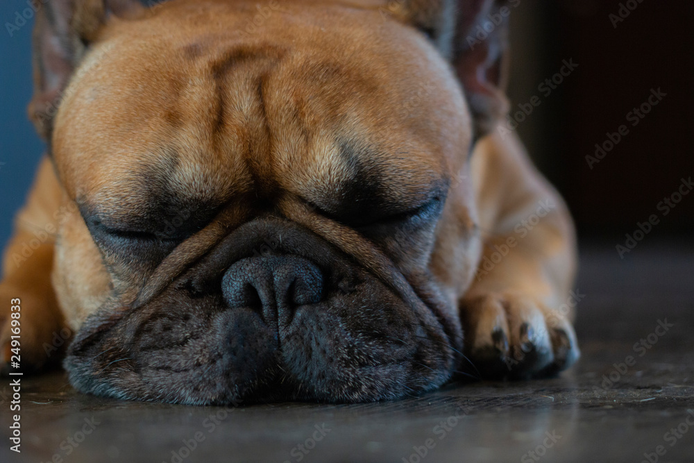 Close up of young French Bulldog face. The dog sleeping on the floor.