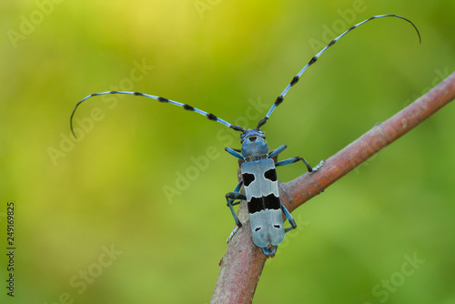 Rosalia Longicorn, Rosalia alpina, in Czech republic.