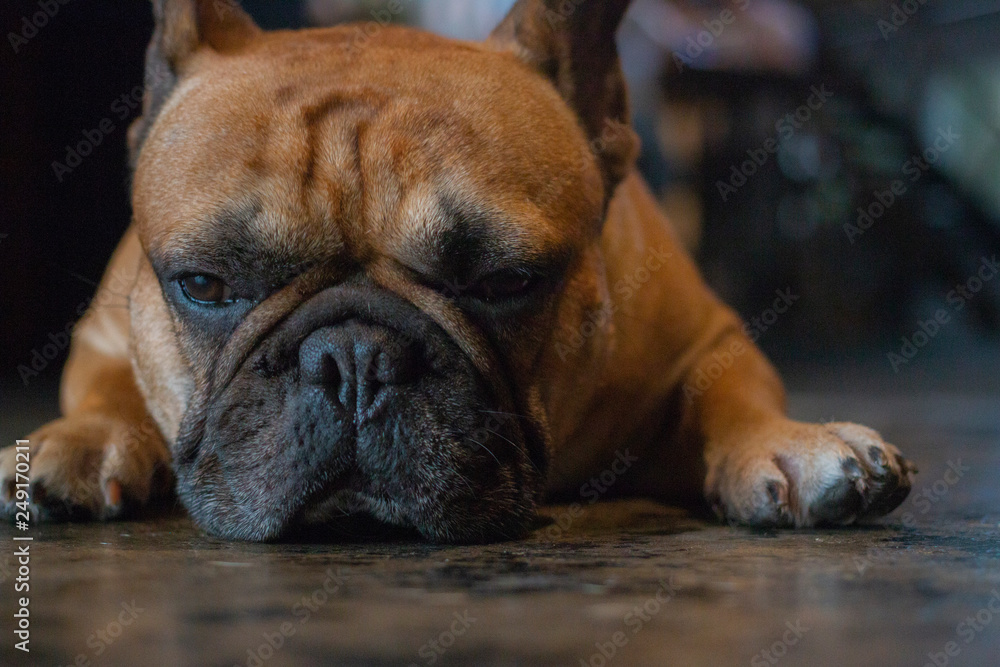 Close up of French Bulldog looking and laying on the floor.