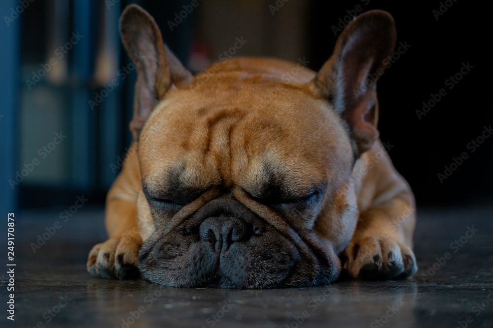 Close up of young French Bulldog face. The dog sleeping on the floor.