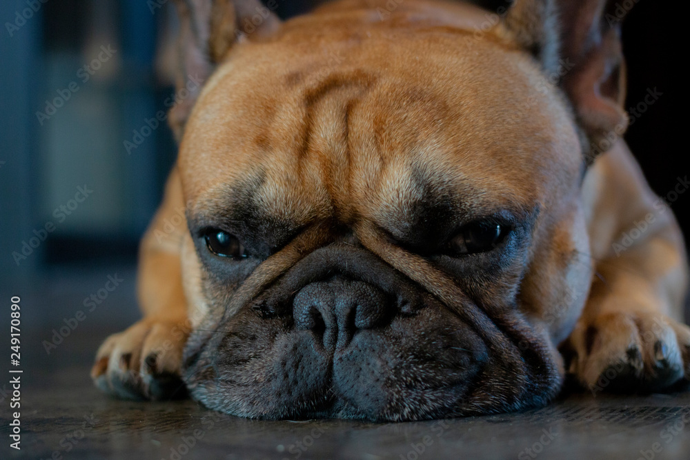 Close up of young sleepy French Bulldog  