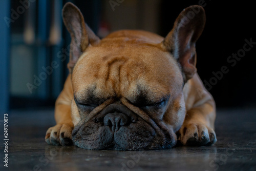 Close up of young French Bulldog face. The dog sleeping on the floor. © bzjpan