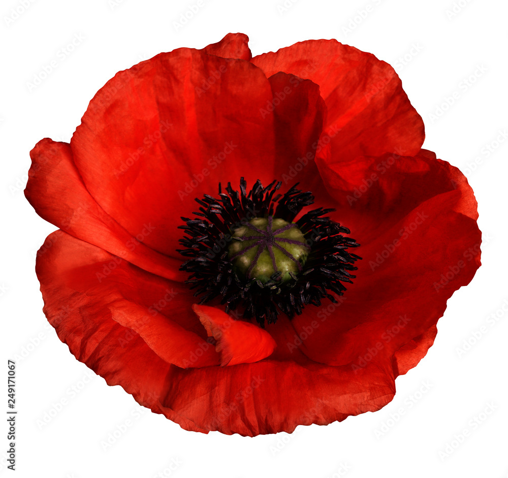red poppy flower on a white isolated background with clipping path.   Closeup.  no shadows.  For design.  Nature. - obrazy, fototapety, plakaty 