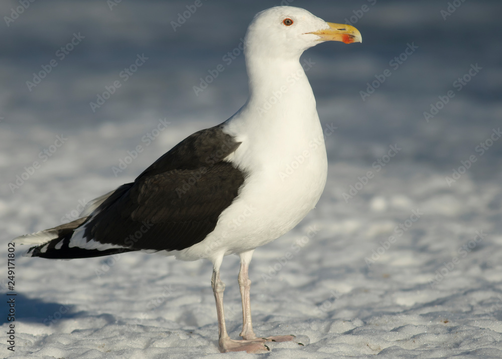 Obraz premium Great black-backed gull