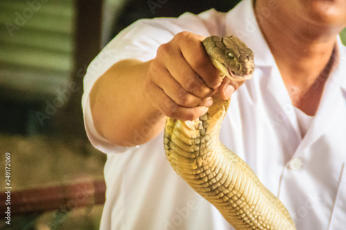 A man using the unique ability to catch a king cobra snake with bare hand. The king cobra (Ophiophagus hannah), also known as hamadryad, is the largest venomous snake species in the world.