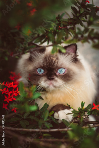 Cute Persian cat playing in the garden