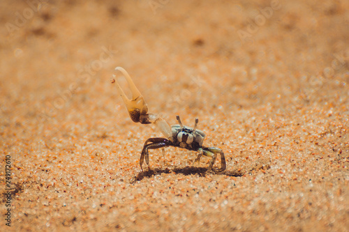 Crab on the beach of Icaraizinho de Amontada.