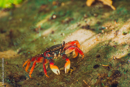Crab on the beach of Icaraizinho de Amontada.