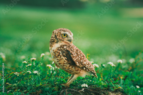 Owl on the way to Jericoacoara