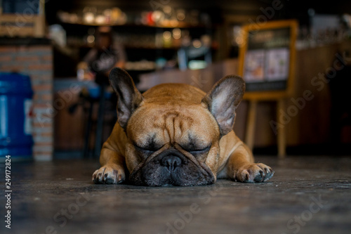 Sleeping French Bulldog lay on the floor.  © bzjpan