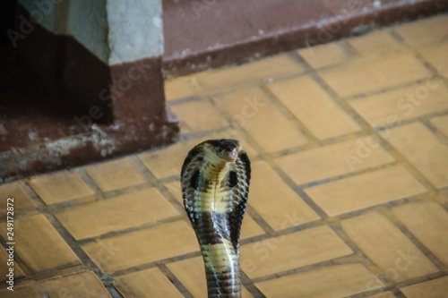 Dangerous monocled cobra snakes come into the house. The monocled cobra (Naja kaouthia), also called monocellate cobra, is a cobra species widespread across South and Southeast Asia. photo