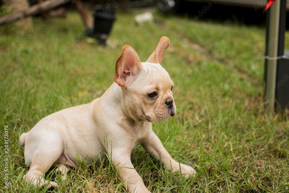 French Bulldog puppy sits on the grass field.