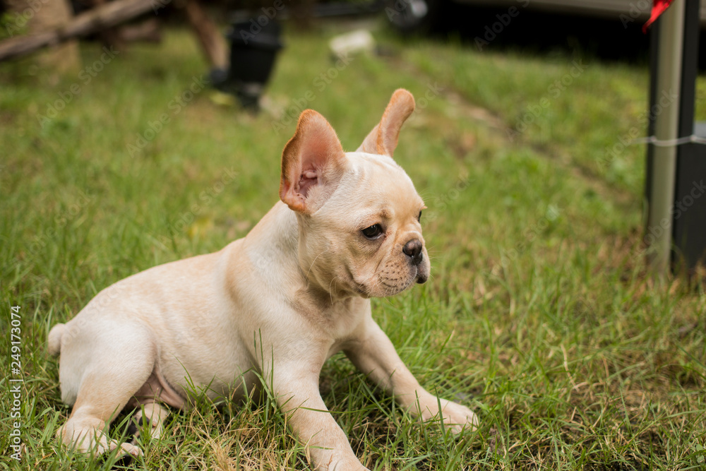 French Bulldog puppy sits on the grass field. French Bulldog puppy sits on the grass field.