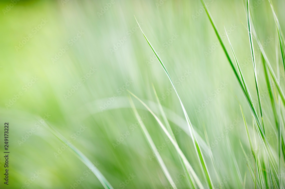 Blade of grasses against defocused background Blade of grasses against defocused background