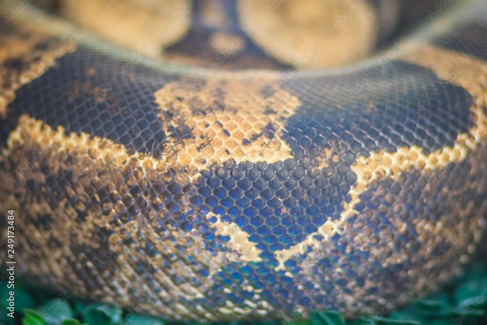 The boa constrictor, also called the red-tailed boa or the common boa, is a species of large, heavy-bodied snake that is frequently kept and bred in captivity. The boa constrictor, also called the red-tailed boa or the common boa, is a species of large, heavy-bodied snake that is frequently kept and bred in captivity.