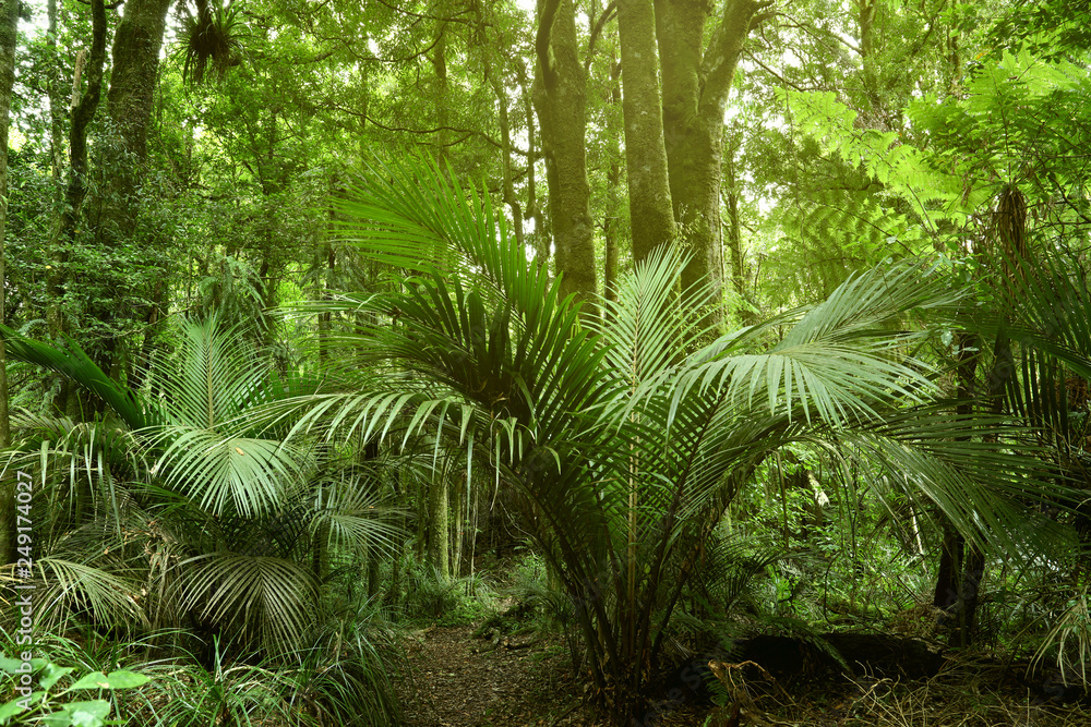 Tropical jungle greenery forest