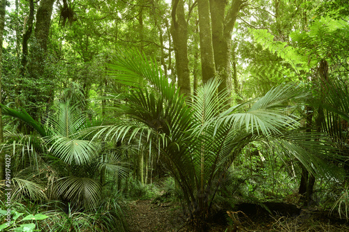 Tropical jungle greenery forest