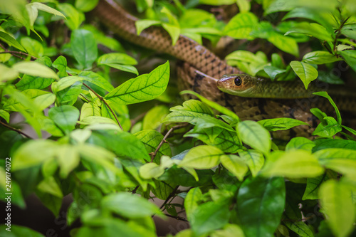 Cute Indochinese rat snake (Ptyas korros) is slithering on tree with green leaves background. Chinese ratsnake or Indo-Chinese rat snake, is a species of colubrid snake endemic to Southeast Asia. © kampwit
