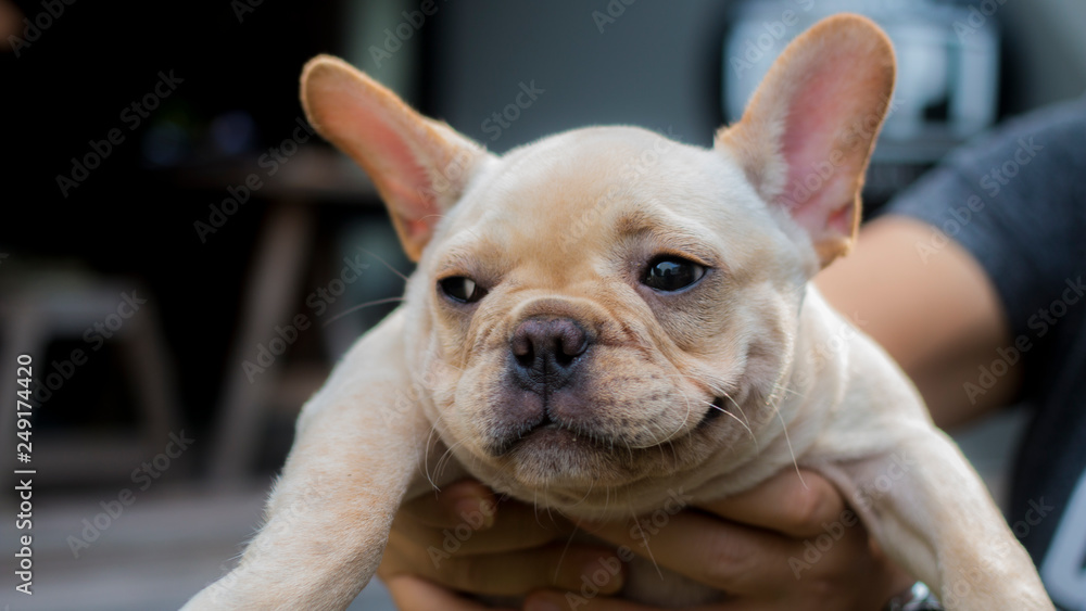 French Bulldog puppy is smiling. The dog hold by its owner.
