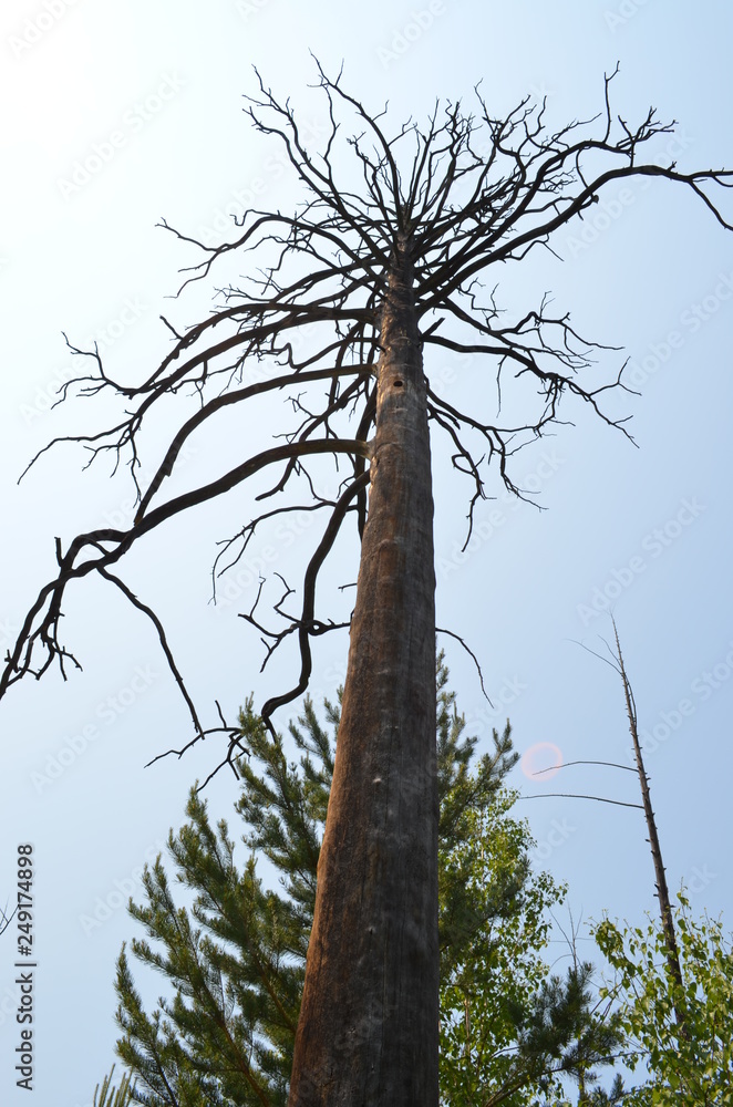Fototapeta premium taiga, TRANS-Baikal territory