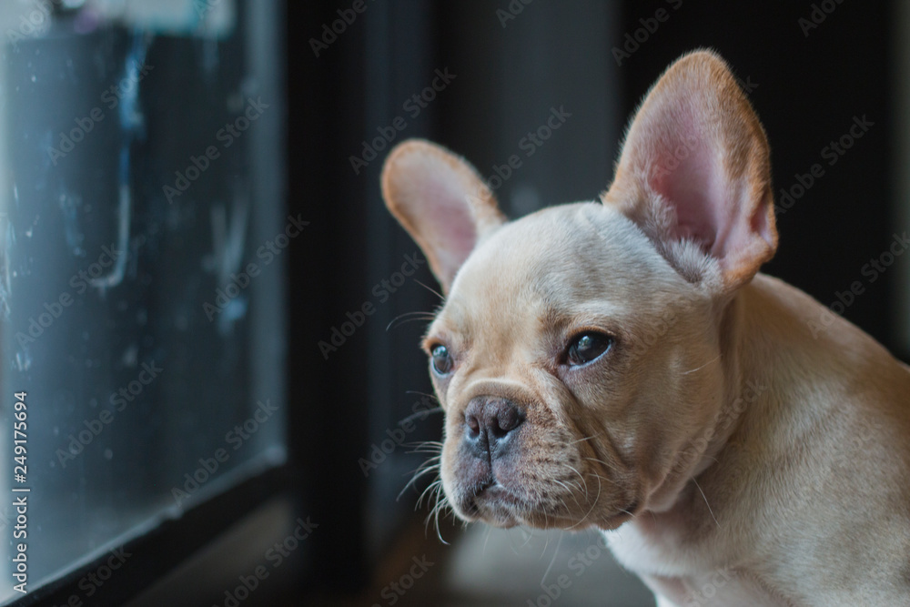 Portrait of French Bulldog puppy sitting on the floor and looking outside though glass. 