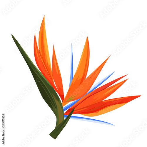 Strelitzia flower. Single isolated tropical plant, realistic vector illustration.