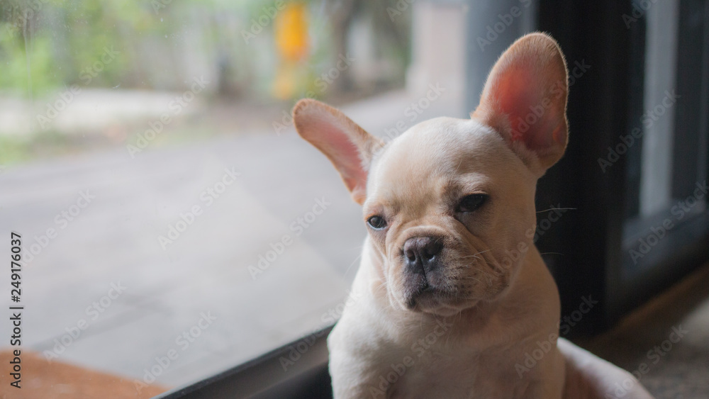 Portrait of sleepy French Bulldog puppy sitting on the floor near glass door.