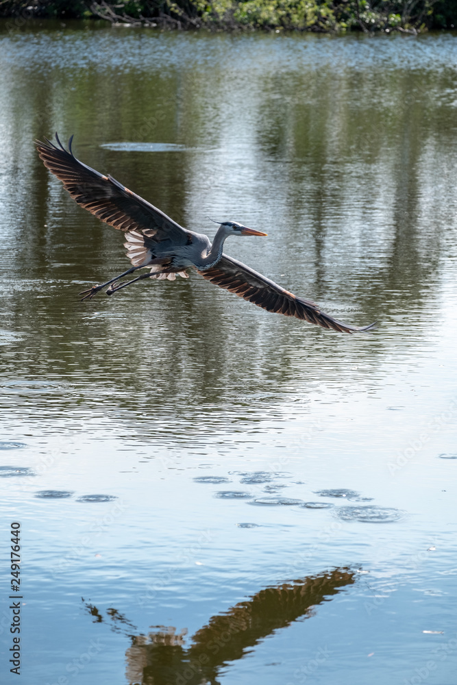 Naklejka premium Heron flying low over pond