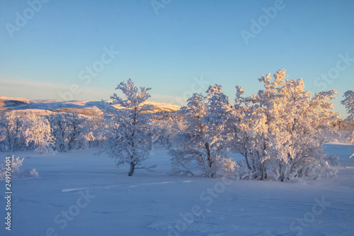 Winter in Røros area