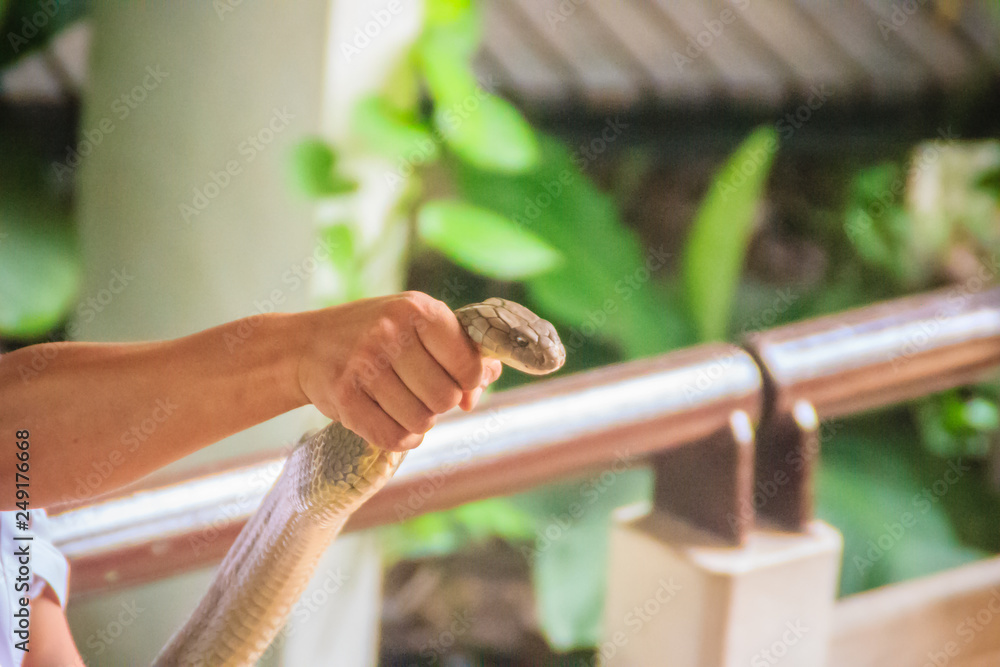 A man using the unique ability to catch a king cobra snake with bare