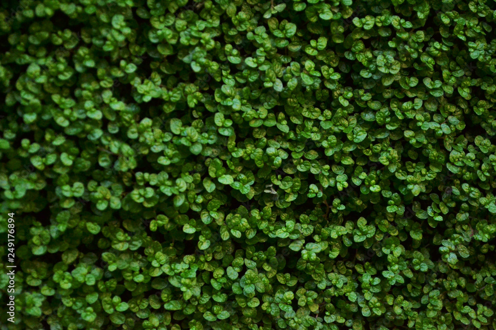 Fondo verde Fondo verde