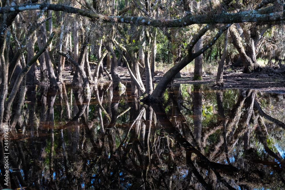Obraz premium Reflections of trees in water
