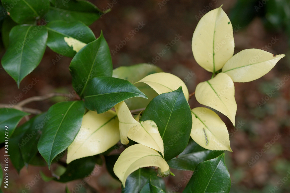 Fototapeta  green and yellow leaves