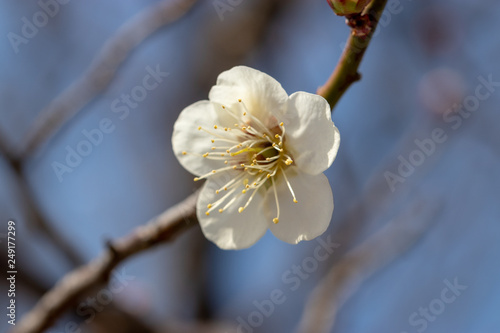 White plum blossoms in Adachi city Urban Agricultural Park  Tokyo  Japan