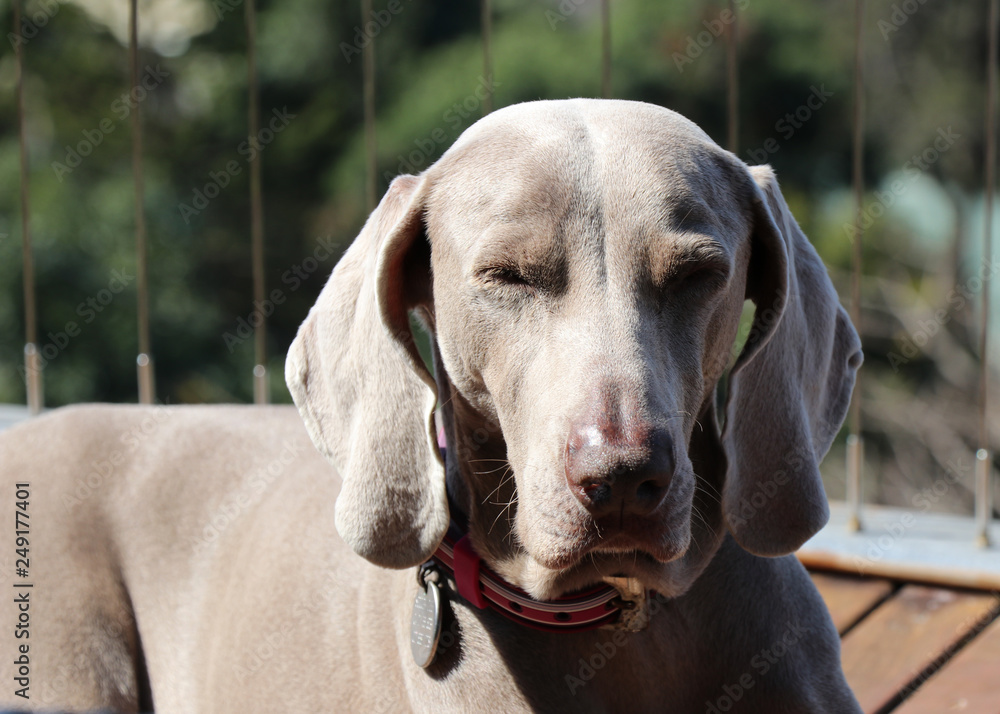 weimaraner dog weimaraner dog