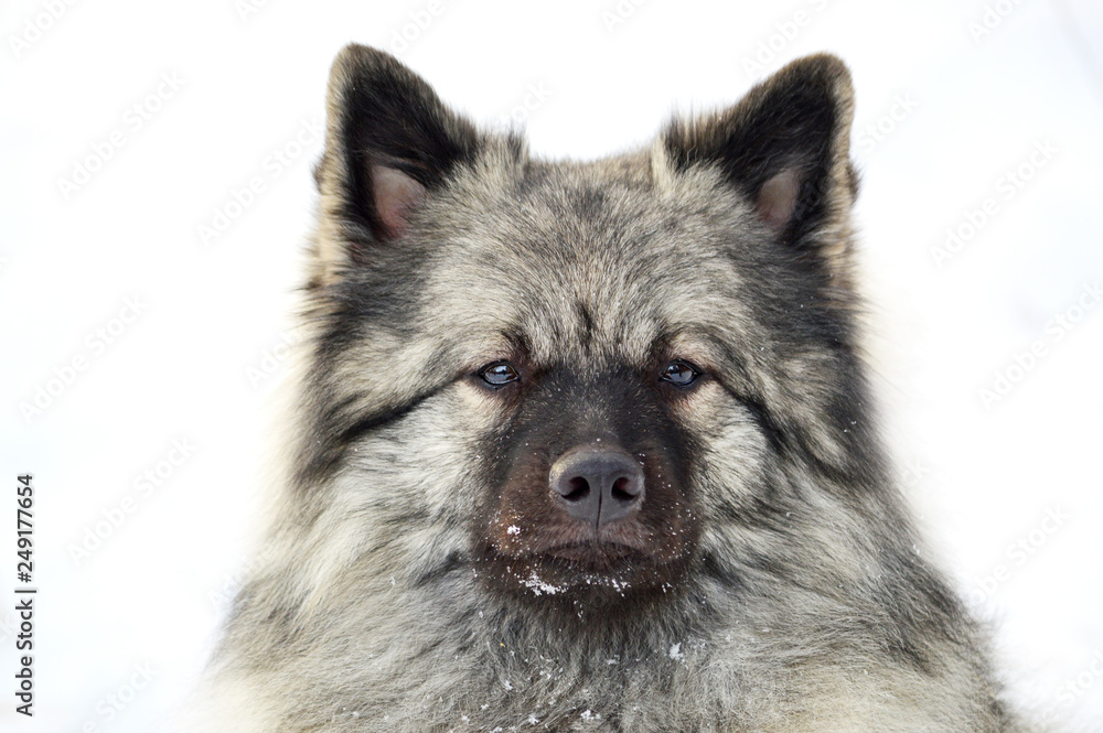 German Wolf Spitz Keeshond Stock Photo Adobe Stock