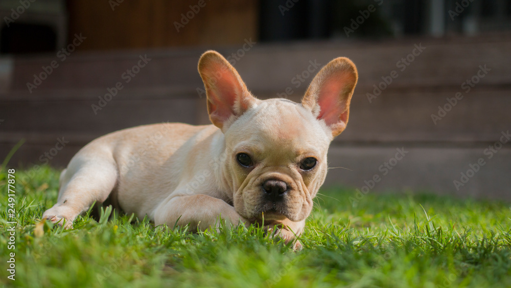French Bulldog puppy playing the grass field. 