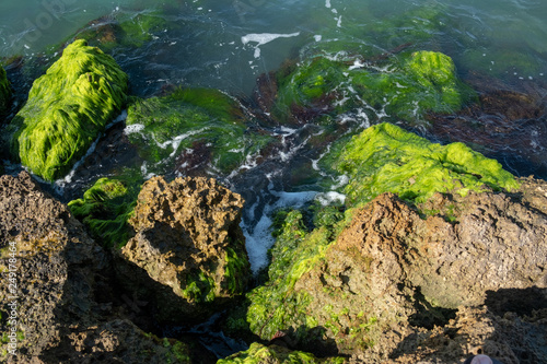Algae on rocks in marina
