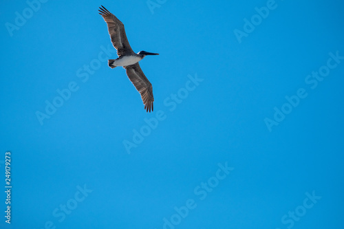 Pelican Flying against blue sky