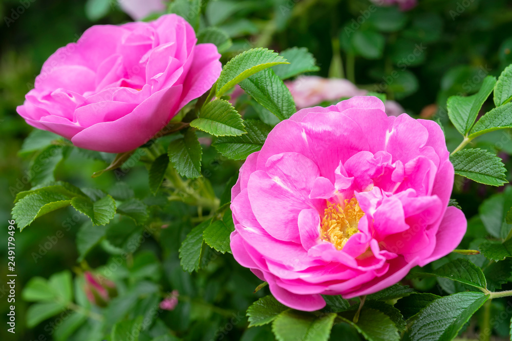 Blooms of old fashioned shurb roses. Blooms of old fashioned shurb roses.