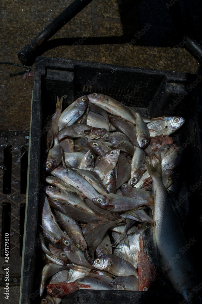 Obraz premium Fisch