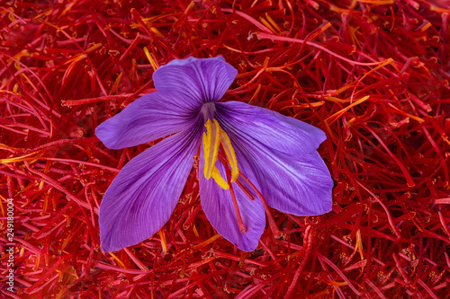 Harvest Flowers of saffron after collection. Crocus sativus, commonly known as the 