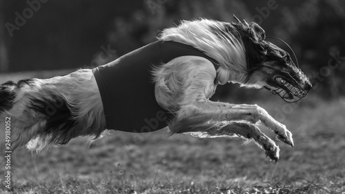 Coursing. The Race of Russkaya psovaya borzaya photo