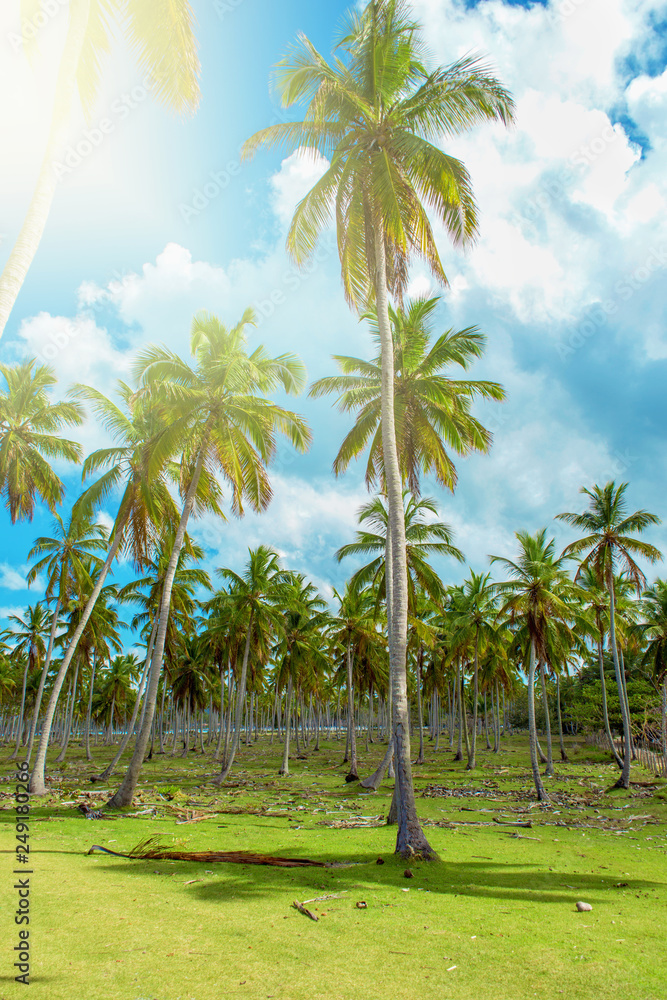 High palm trees and green grass