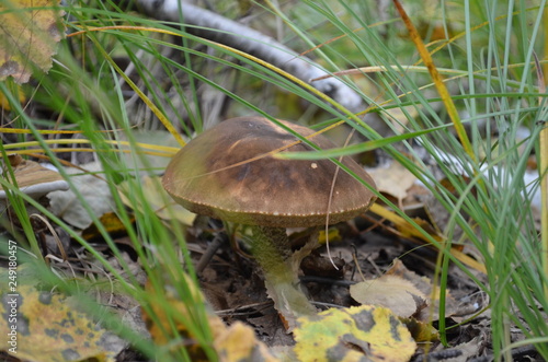 transbaikal territory photo