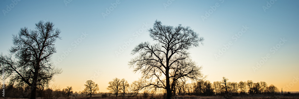 silhouettes of trees against the evening sky. silhouettes of trees against the evening sky.